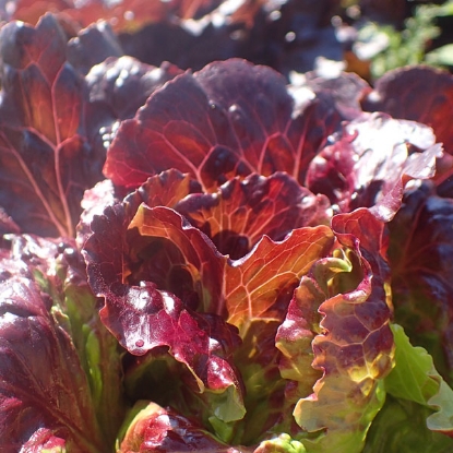 Picture of Lettuce Florinred Pills